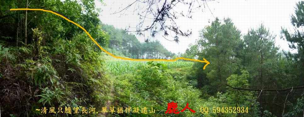 牛5.JPG