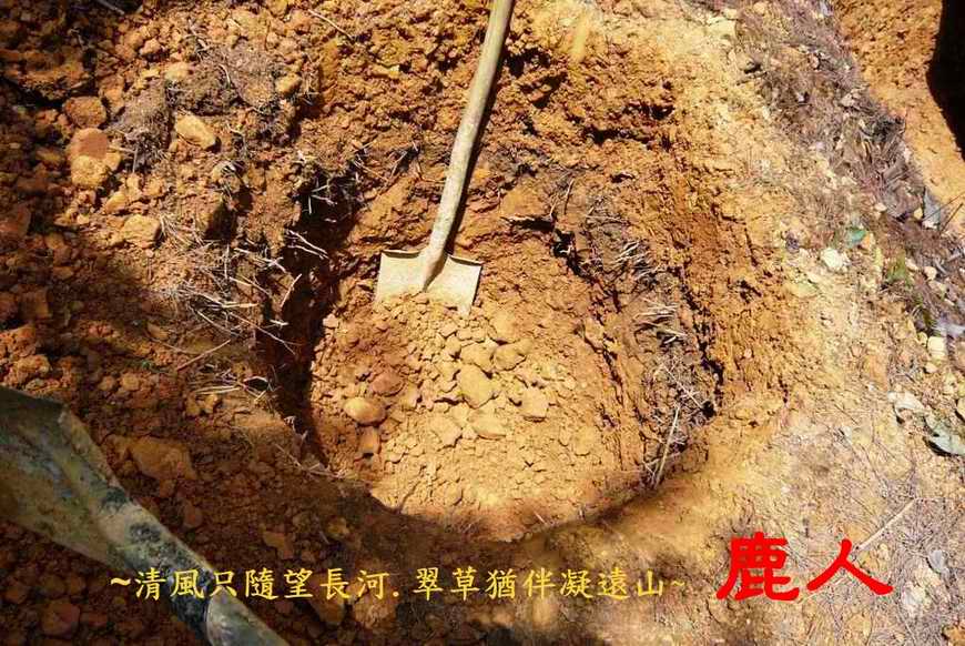 牛10.JPG