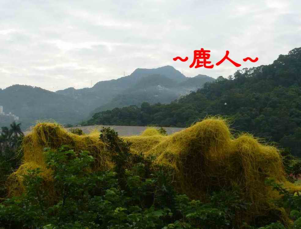 外來殺手.JPG