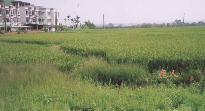 平洋穴(十三).jpg