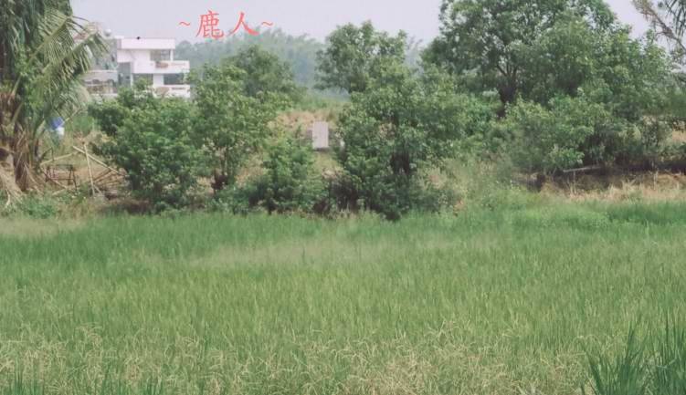 平崗穴22_12.jpg