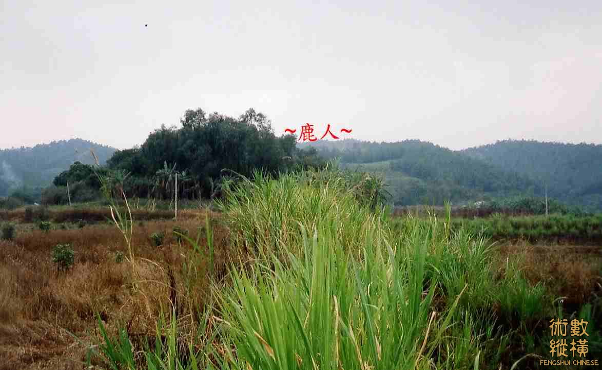 正看流金(B).jpg