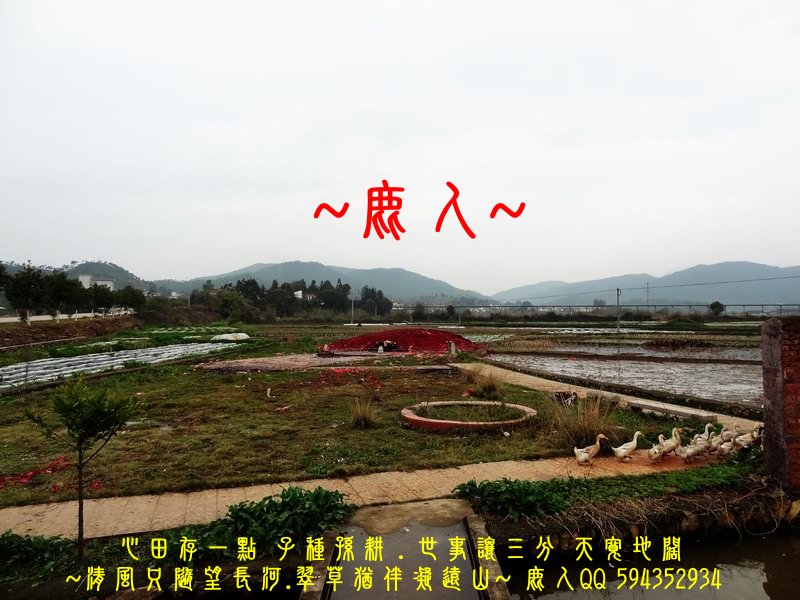 田雞浮塘_02.JPG