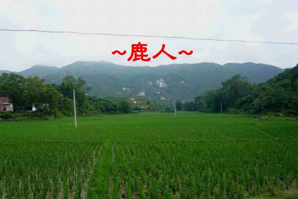 老鹿千里尋真跡(三)_4.JPG