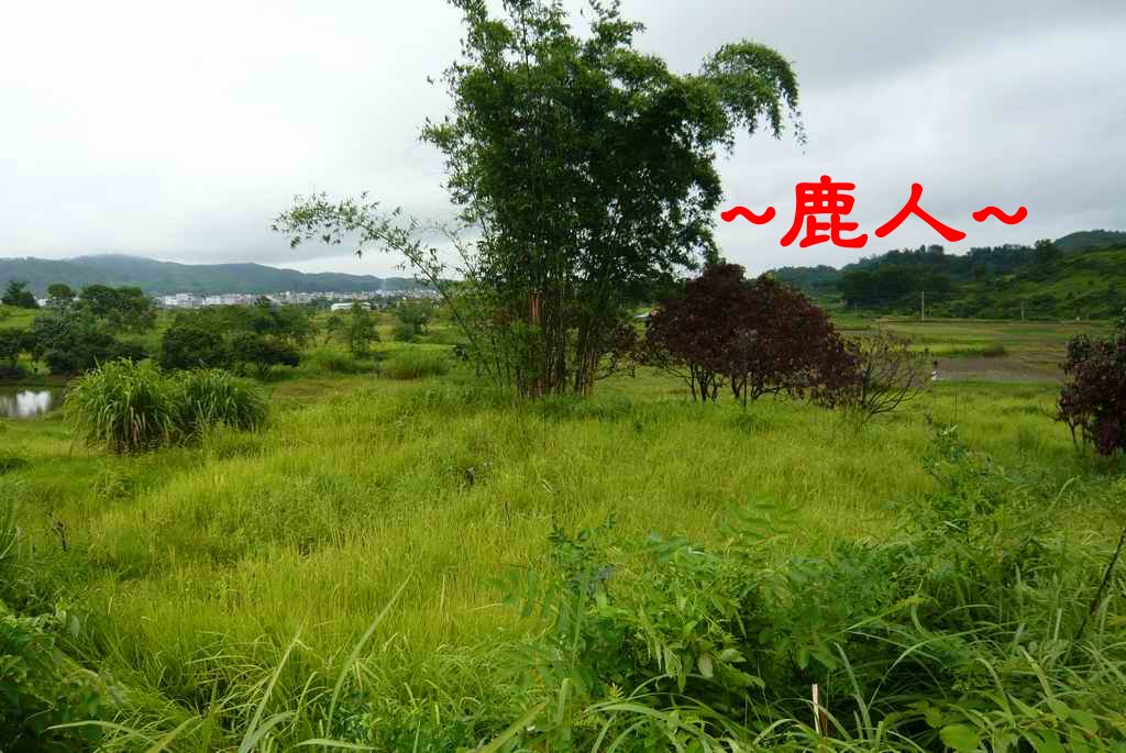 老鹿千里尋真跡(二)_7.JPG