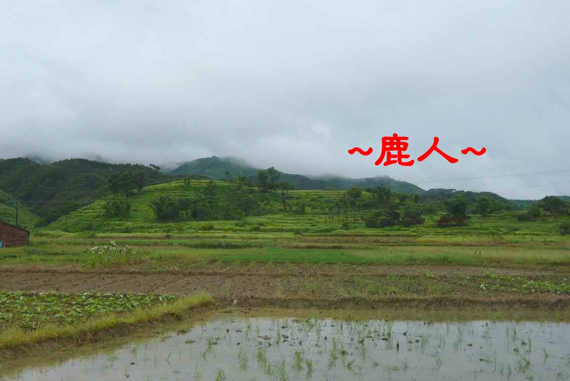 老鹿千里尋真跡(二)_6.JPG