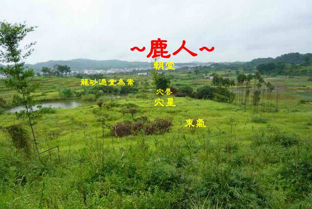 老鹿千里尋真跡(二)_5_1.JPG