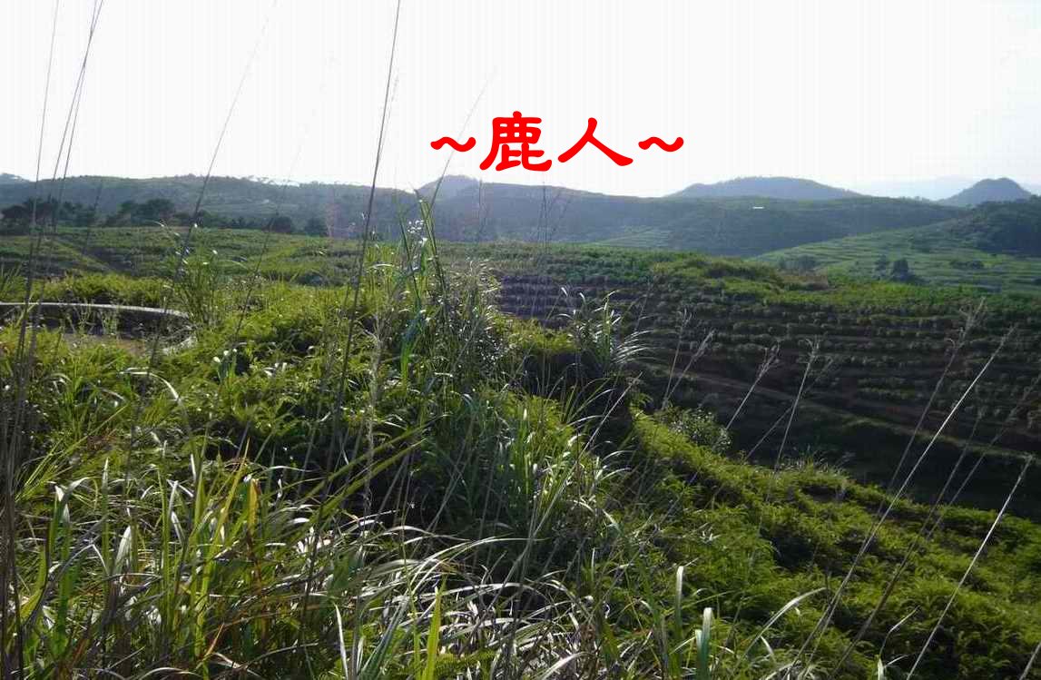 老鹿千里尋真跡(一)_3.JPG