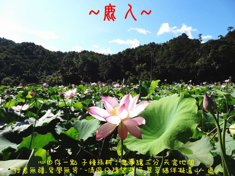 走過蓮花田_03.JPG