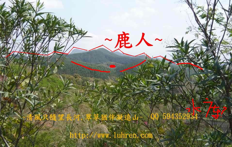 花.JPG