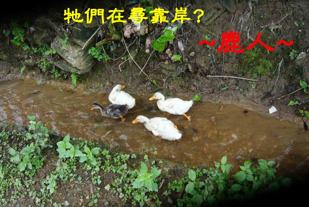 尋靠岸.JPG
