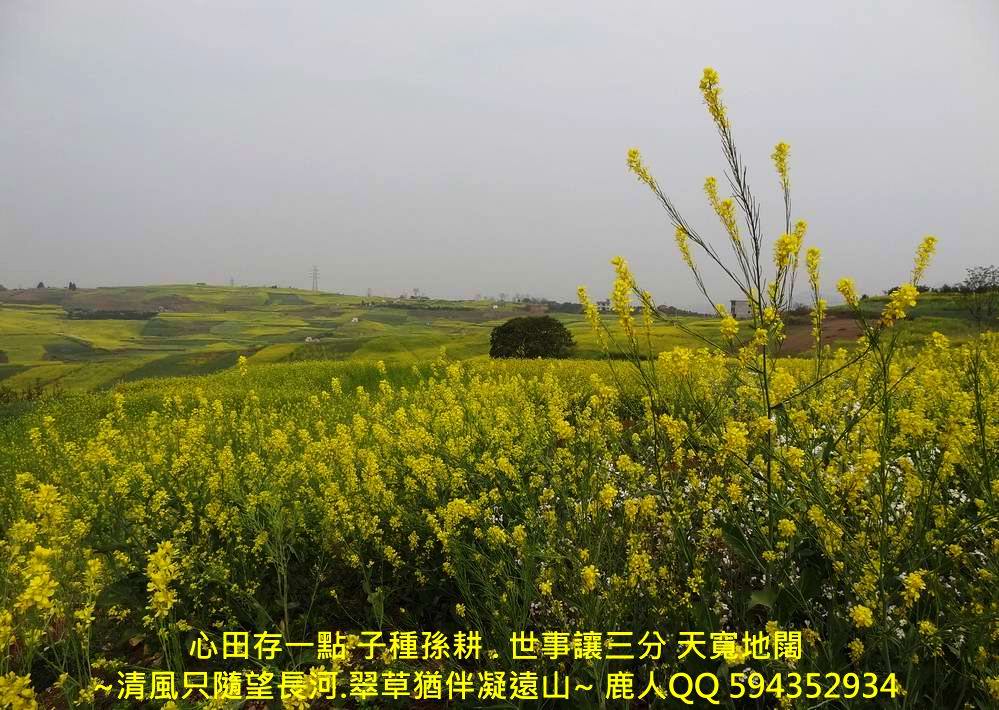萬花叢中_01_1.JPG