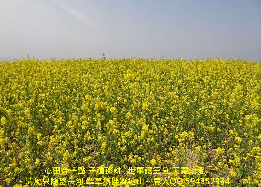 萬花叢中_01.JPG