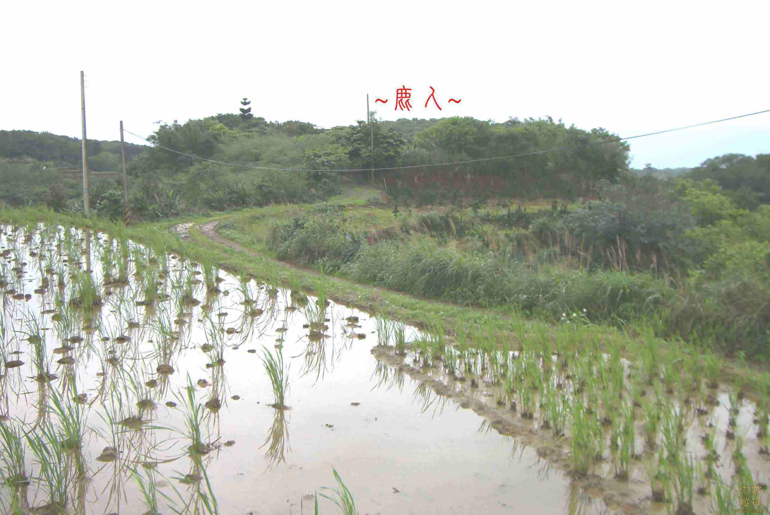 複製 束氣特寫.jpg